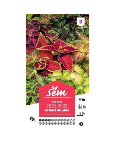 Coléus hybride mélange (sachet)