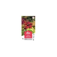 Coléus hybride mélange (sachet)