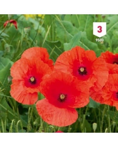 Coquelicot