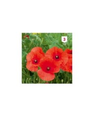Coquelicot