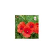 Coquelicot