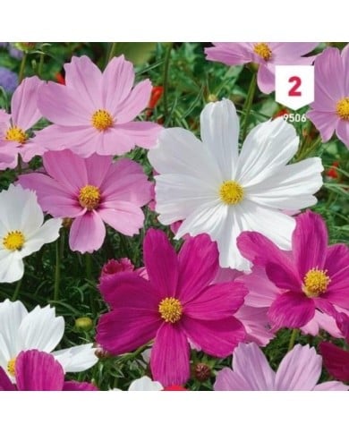 Cosmos varié