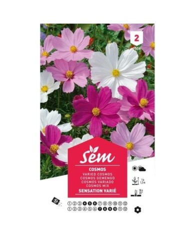 Cosmos varié (sachet)