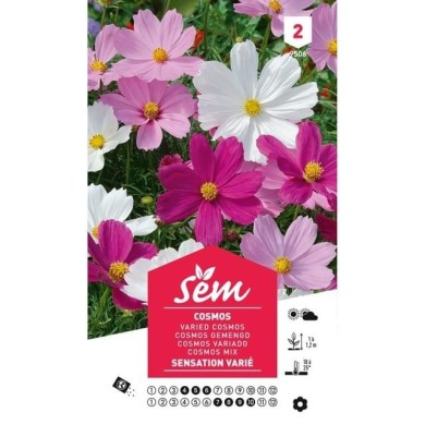 Cosmos varié (sachet)