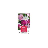 Cosmos varié (sachet)