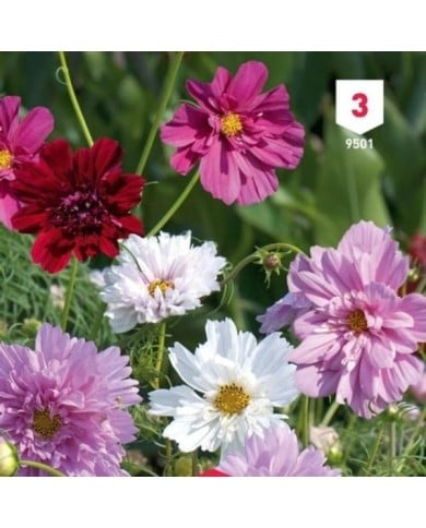 Cosmos double en mélange
