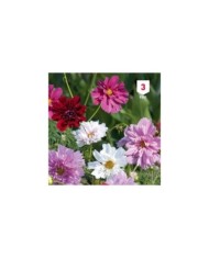 Cosmos double en mélange
