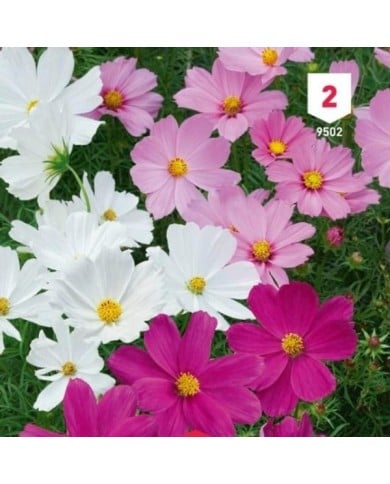 Cosmos nain