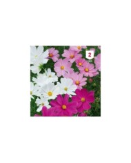 Cosmos nain
