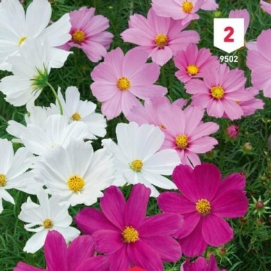 Cosmos nain