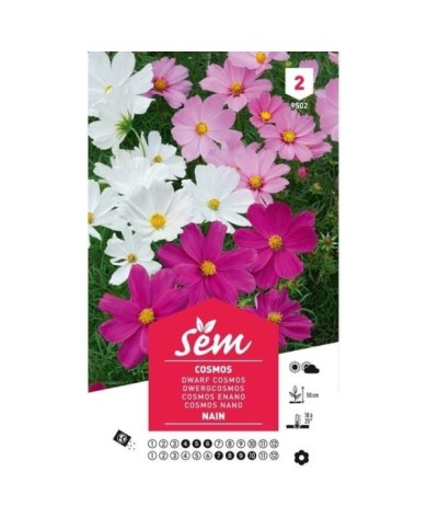 Cosmos nain (sachet)