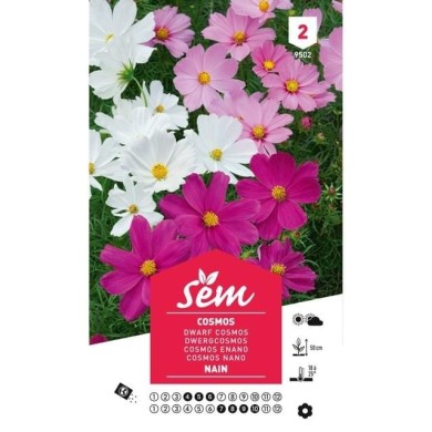 Cosmos nain (sachet)