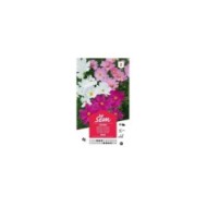 Cosmos nain (sachet)