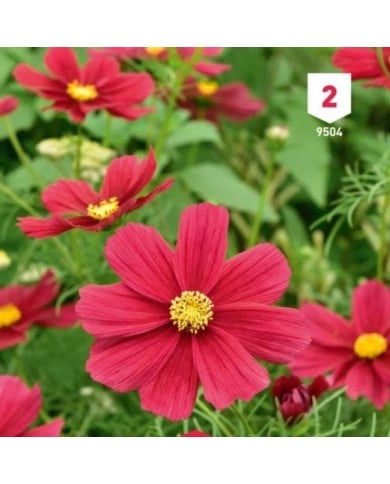 Cosmos rouge Sensation
