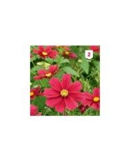 Cosmos rouge Sensation