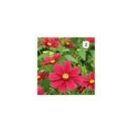 Cosmos rouge Sensation