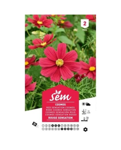 Cosmos rouge Sensation (sachet)
