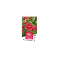 Cosmos rouge Sensation (sachet)