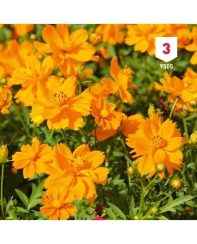 Cosmos sulphureus Carioca