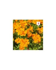 Cosmos sulphureus Carioca