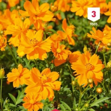 Cosmos sulphureus Carioca