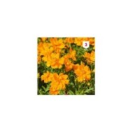 Cosmos sulphureus Carioca