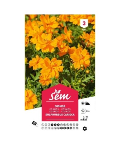 Cosmos sulphureus Carioca (sachet)
