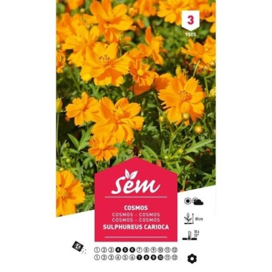 Cosmos sulphureus Carioca (sachet)