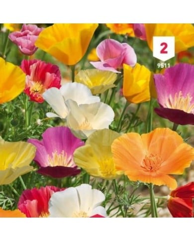 Eschscholtzia de Californie varié