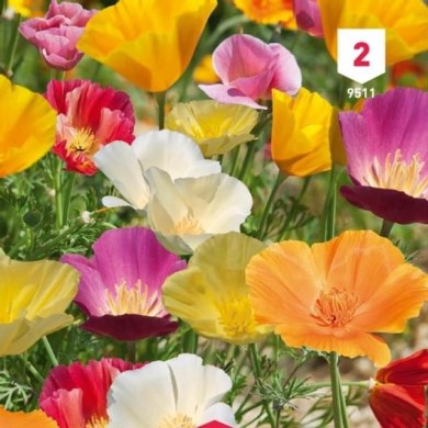 Eschscholtzia de Californie varié