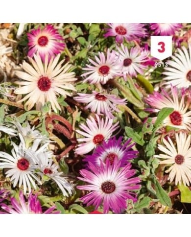 Ficoïde mesembrianthemum T.MA