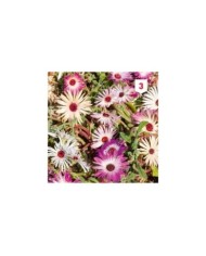 Ficoïde mesembrianthemum T.MA