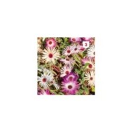Ficoïde mesembrianthemum T.MA