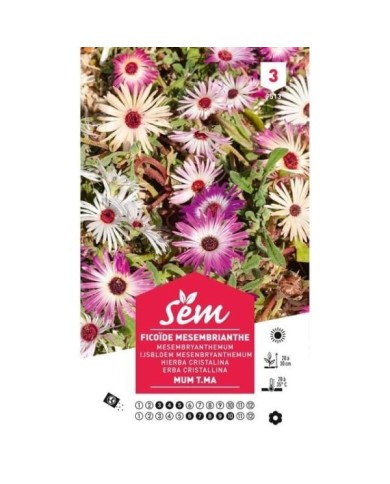 Ficoïde mesembrianthemum T.MA (sachet)