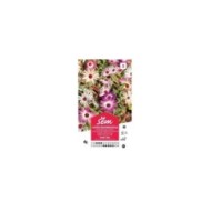 Ficoïde mesembrianthemum T.MA (sachet)