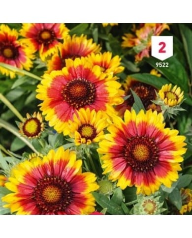 Gaillarde vivace