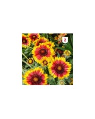 Gaillarde vivace