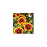 Gaillarde vivace