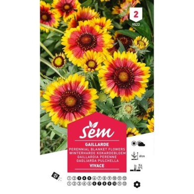 Gaillarde vivace (sachet)