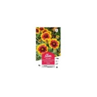 Gaillarde vivace (sachet)