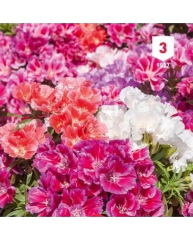 Godetia double fleur d'azalée