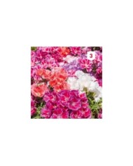 Godetia double fleur d'azalée