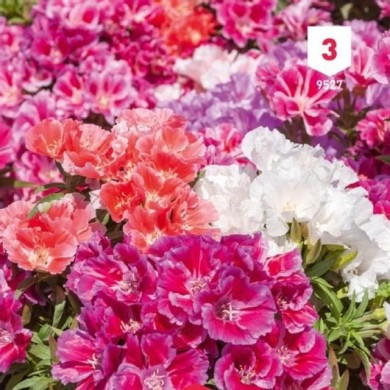 Godetia double fleur d'azalée