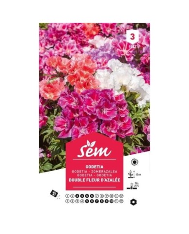 Godetia double fleur d'azalée (sachet)