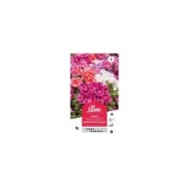 Godetia double fleur d'azalée (sachet)