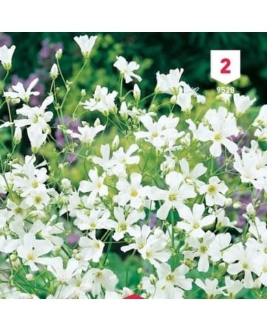 Gypsophile Elégant blanc de blanc