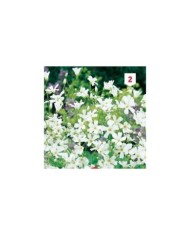 Gypsophile Elégant blanc de blanc