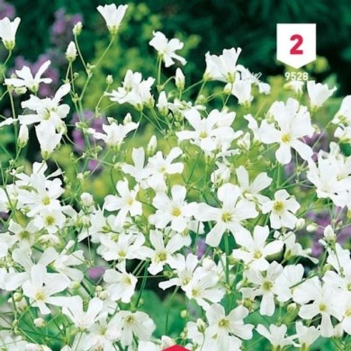 Gypsophile Elégant blanc de blanc