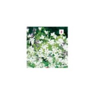 Gypsophile Elégant blanc de blanc
