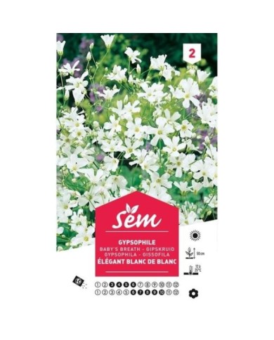Gypsophile Elégant blanc de blanc (sachet)
